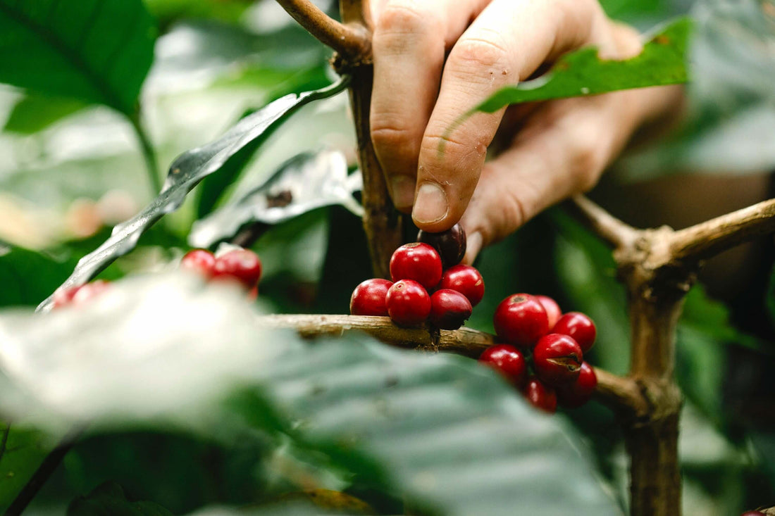 coffee plant
