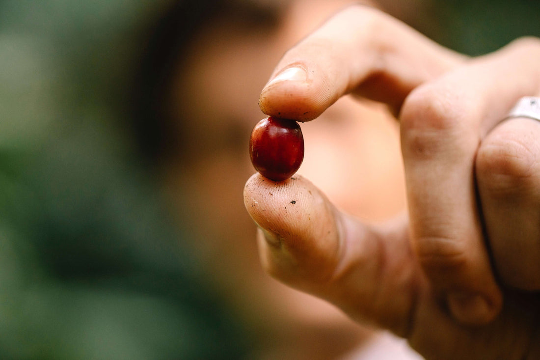 coffee harvesting