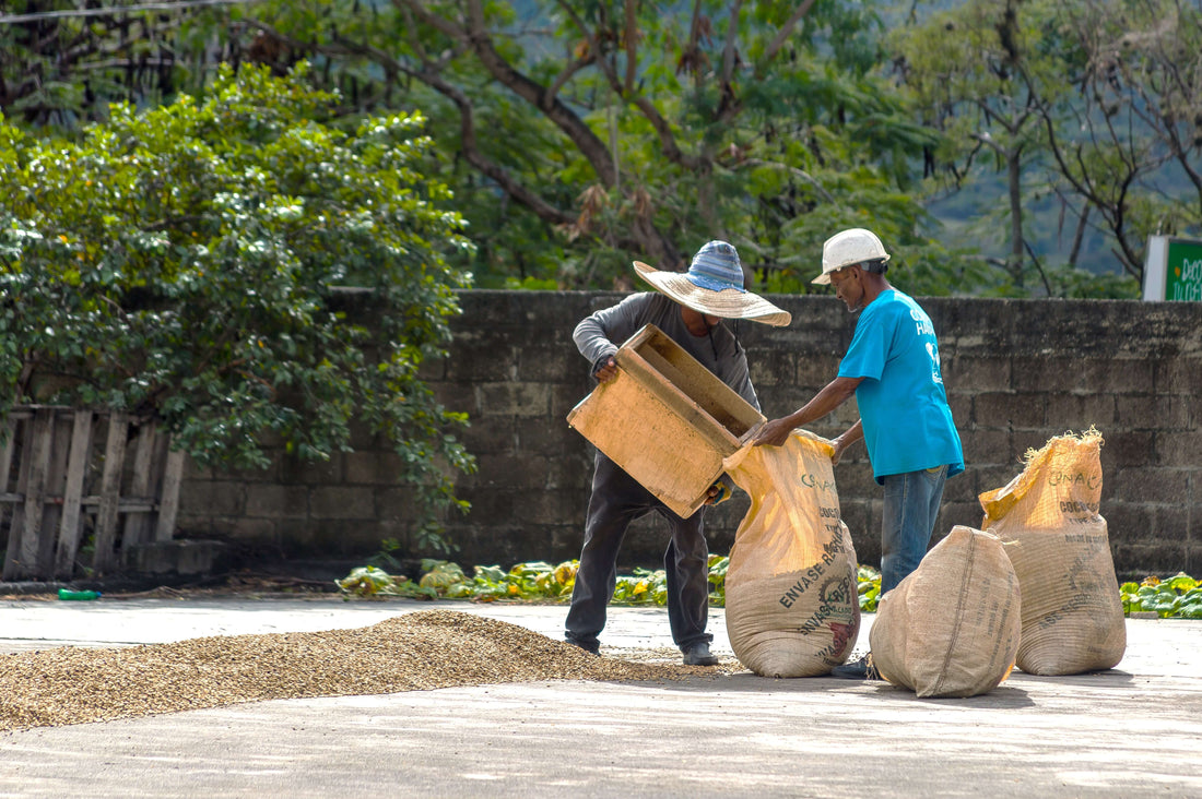 natural, washed, and honey processing