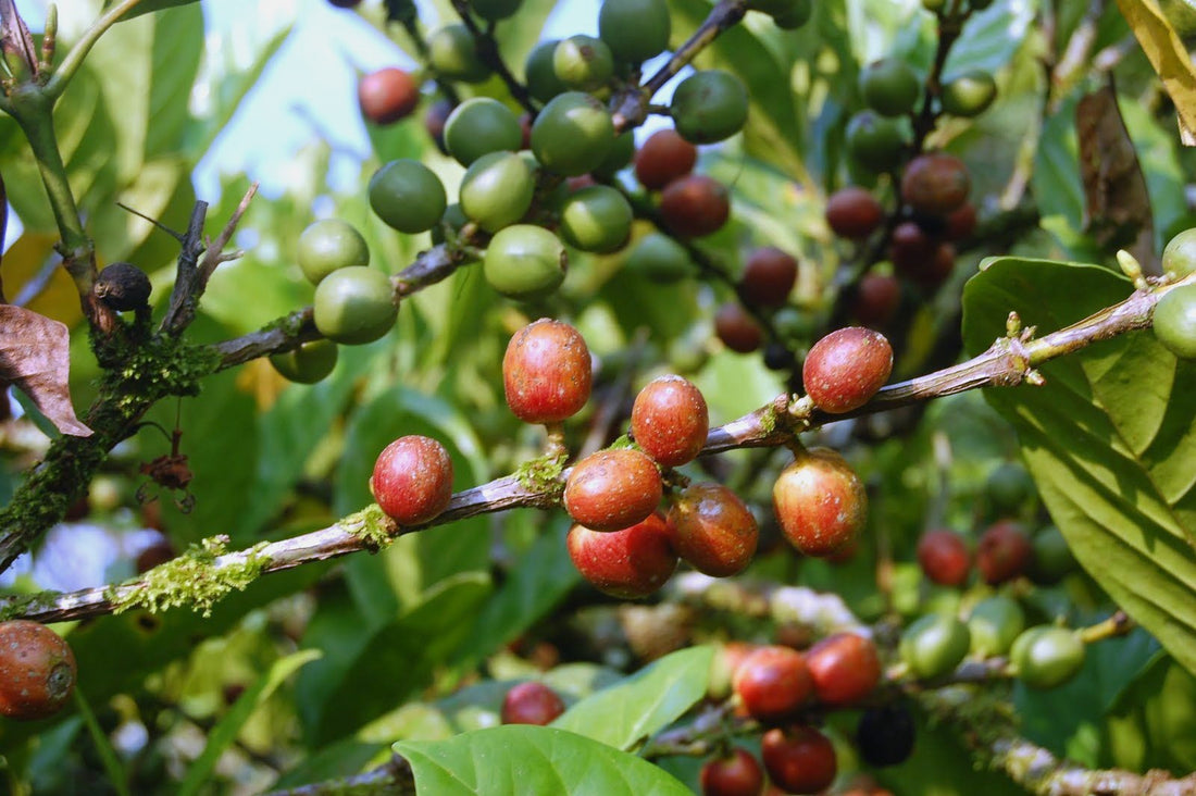 liberica coffee