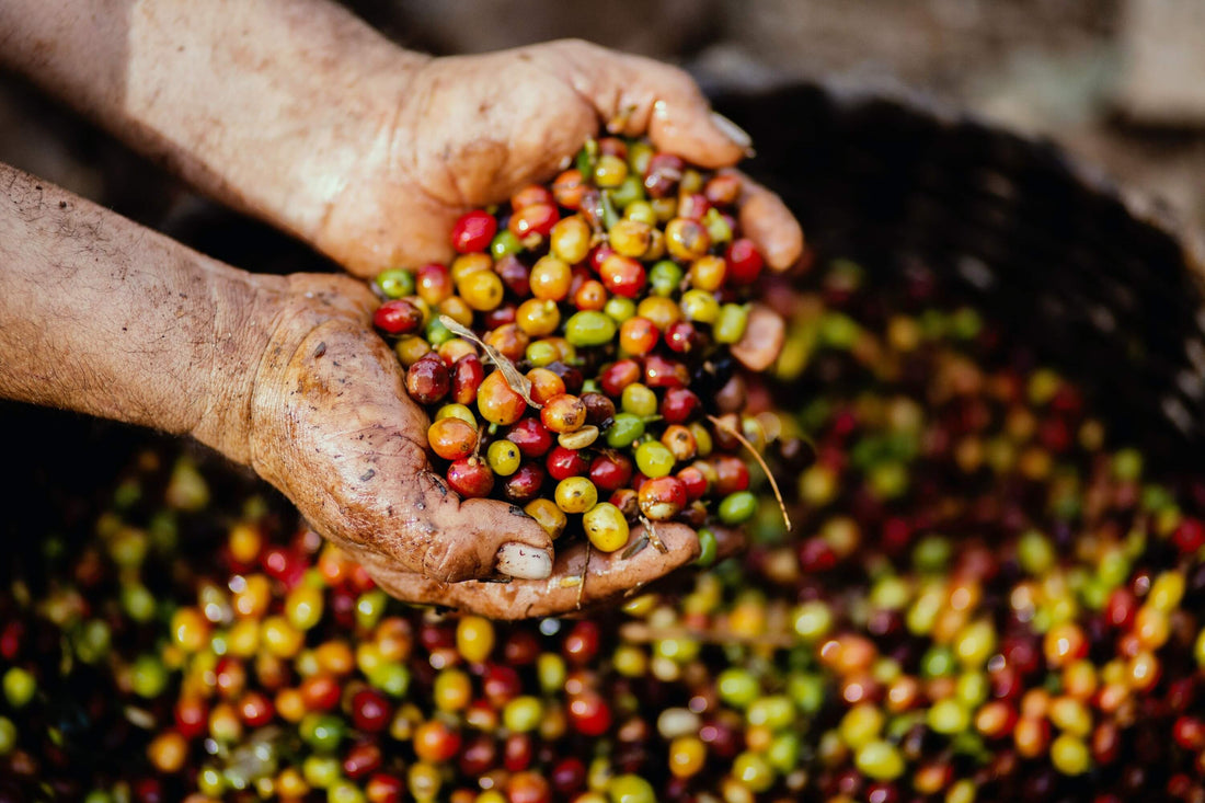 coffee cherry