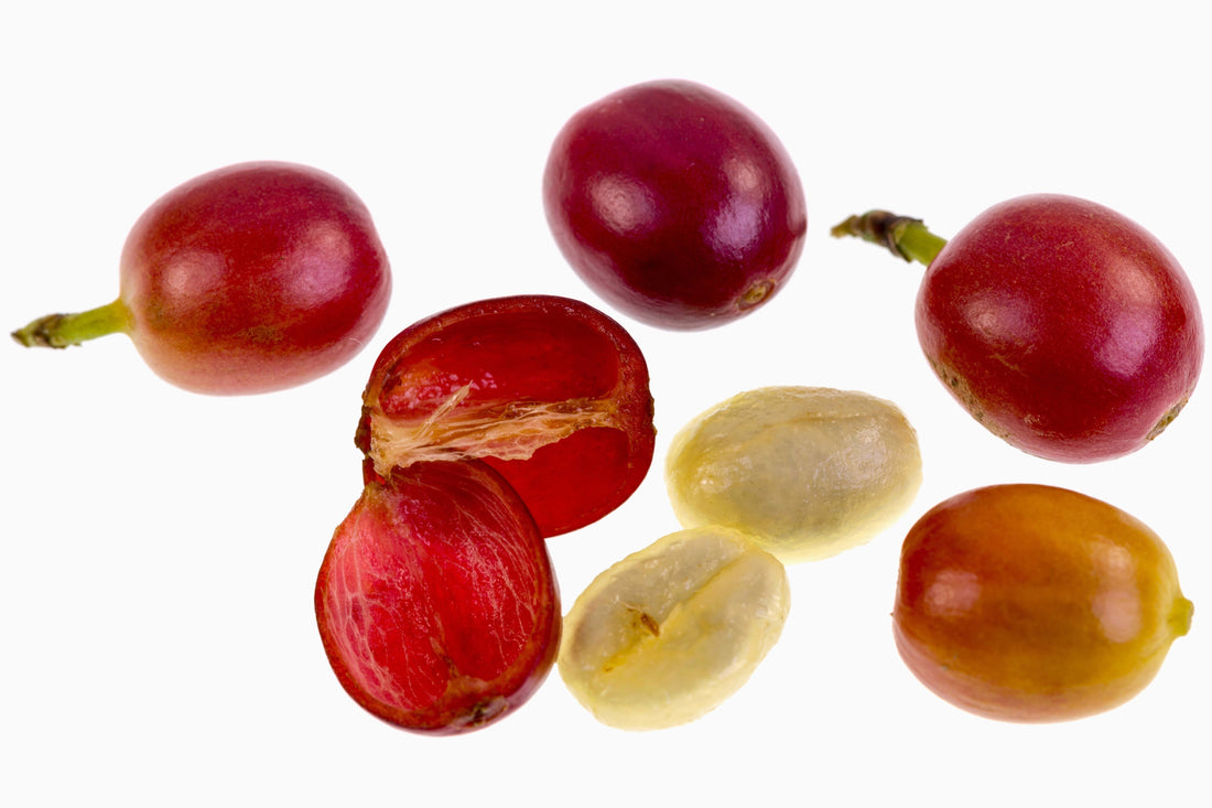 anatomy of coffee cherry